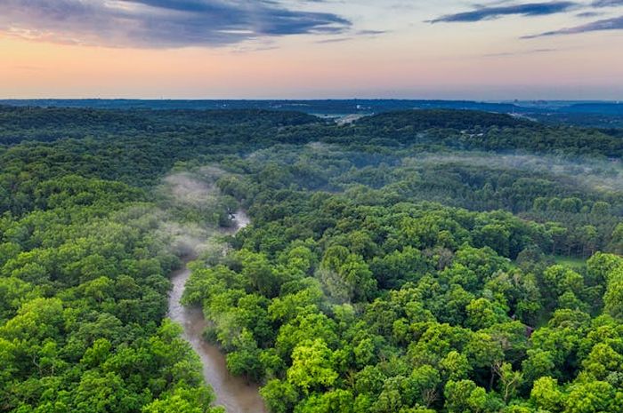 Ekologi Hutan sebagai Dasar Pemahaman Keanekaragaman Hayati